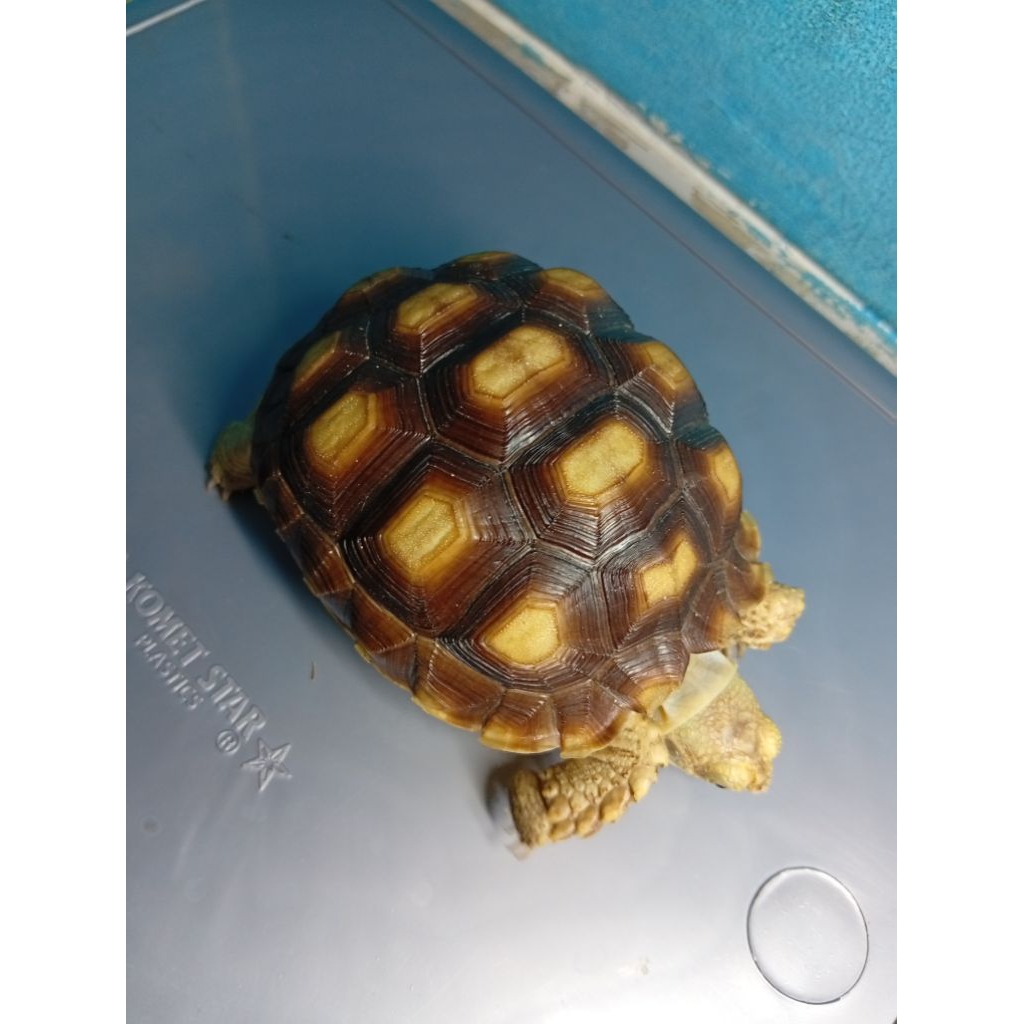 SULCATA RAWAT - Juve 10cm