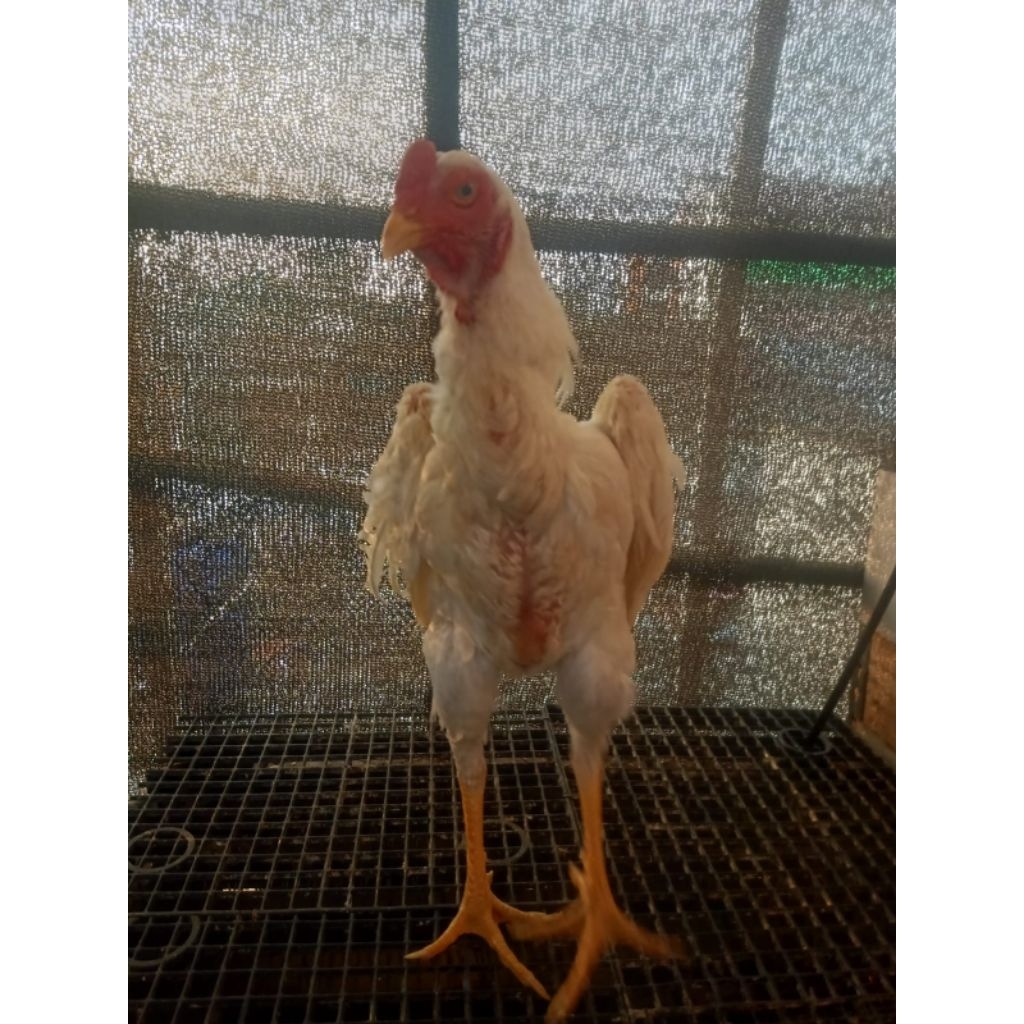 Ayam Shamo Jantan Warna Putih