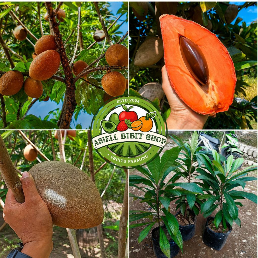 BIBIT MAMEY SAPOTE SIAP BERBUAH