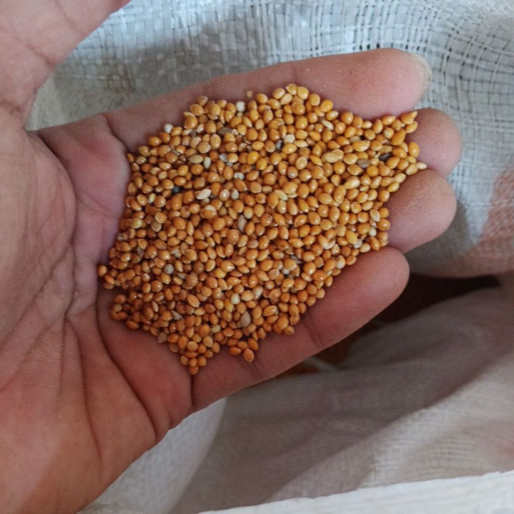 Milet Kuning 1kg