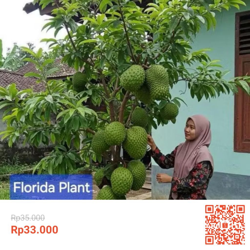 sirsak madu jumbo