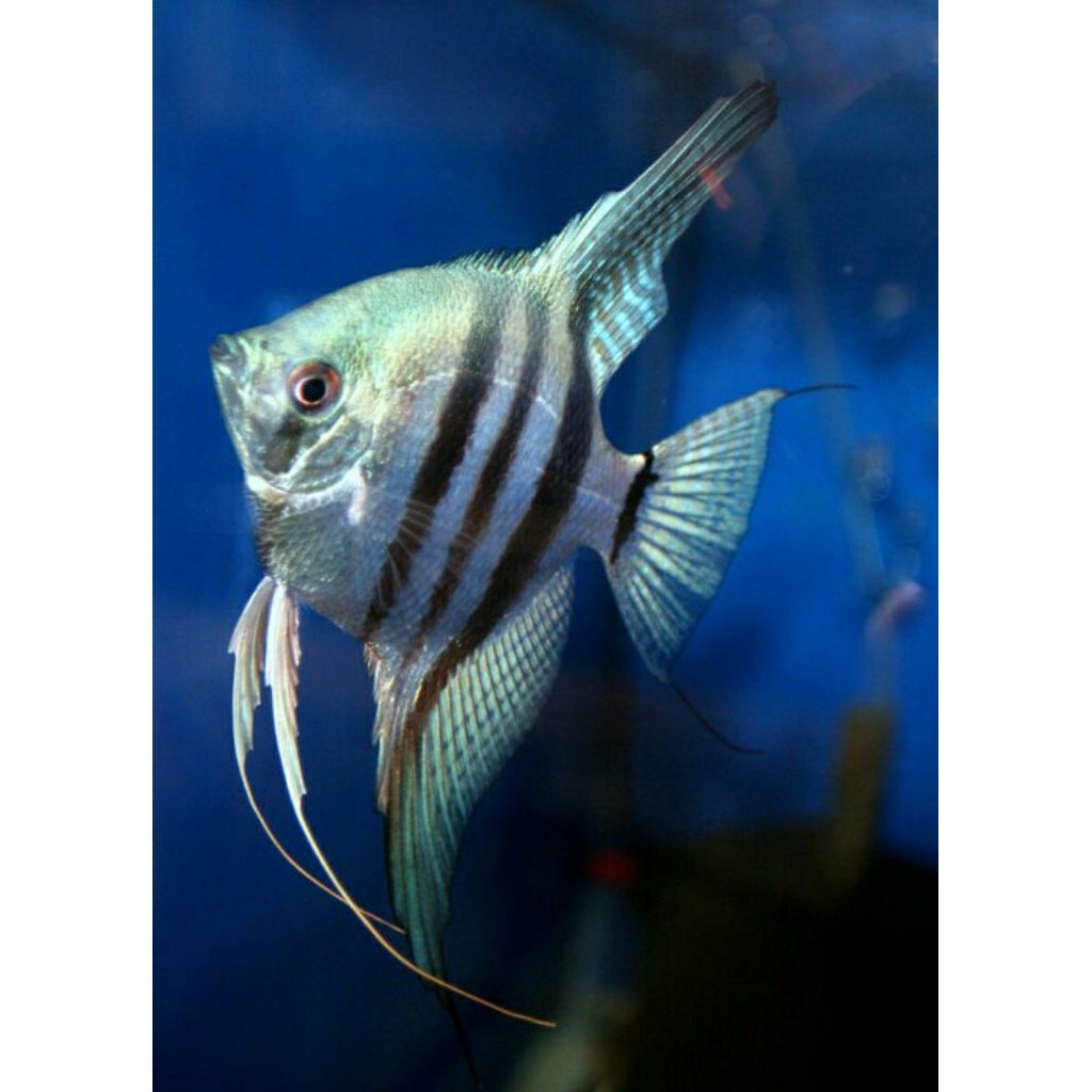 Hiasan Aquarium Ikan Manfish Angelfish Blue Zebra Anakan 3~4cm
