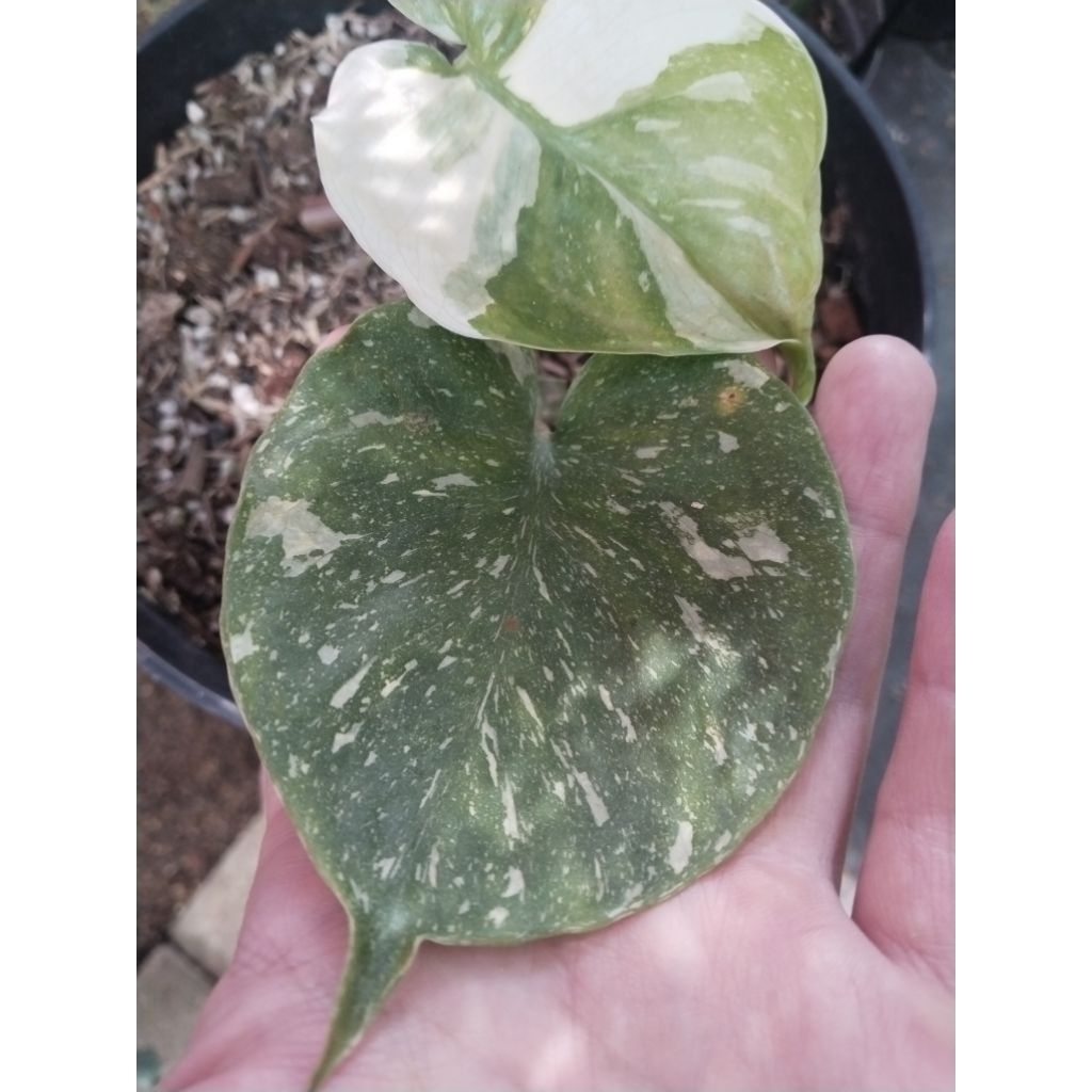 monstera ( monthai Cup ) bonggol panjang