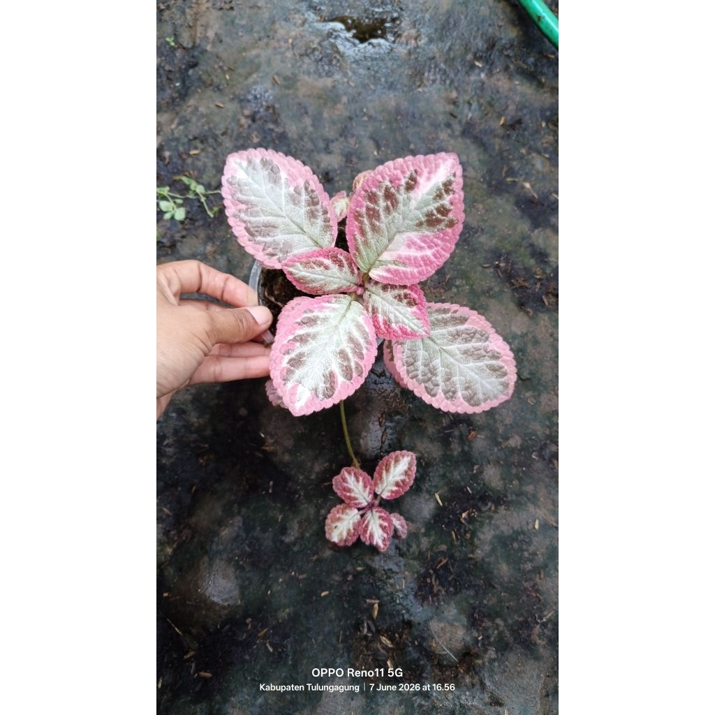 Episcia cleopatra