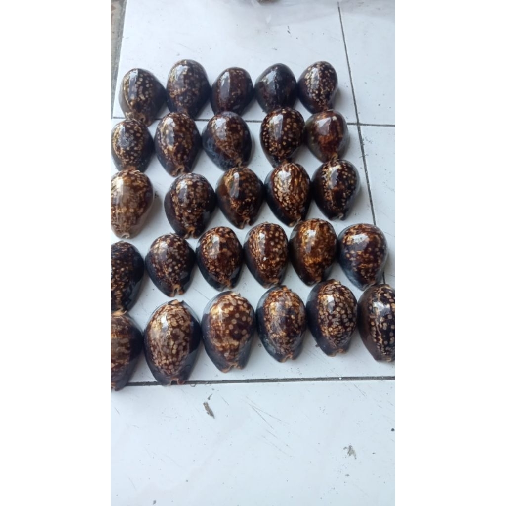 Kerang Batik