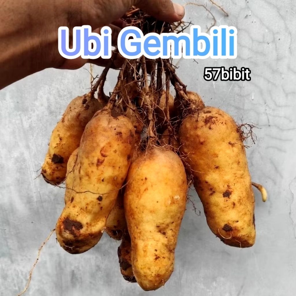 gembili ketan /umbi gembili fress 1kg (beli 10 gratis 1kg)