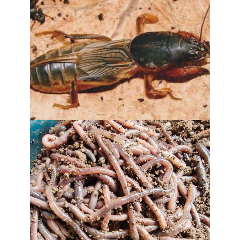 orong orong / gaang