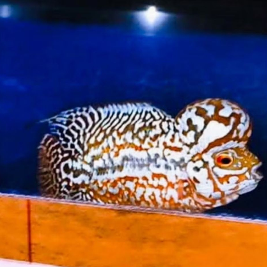 burayak louhan kamfa f2 ukuran 3-5cm