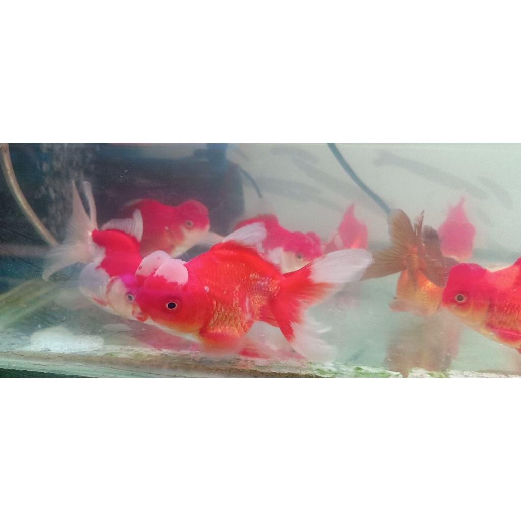 KOKI ORANDA JAMBUL CERI PER EKOR CERY