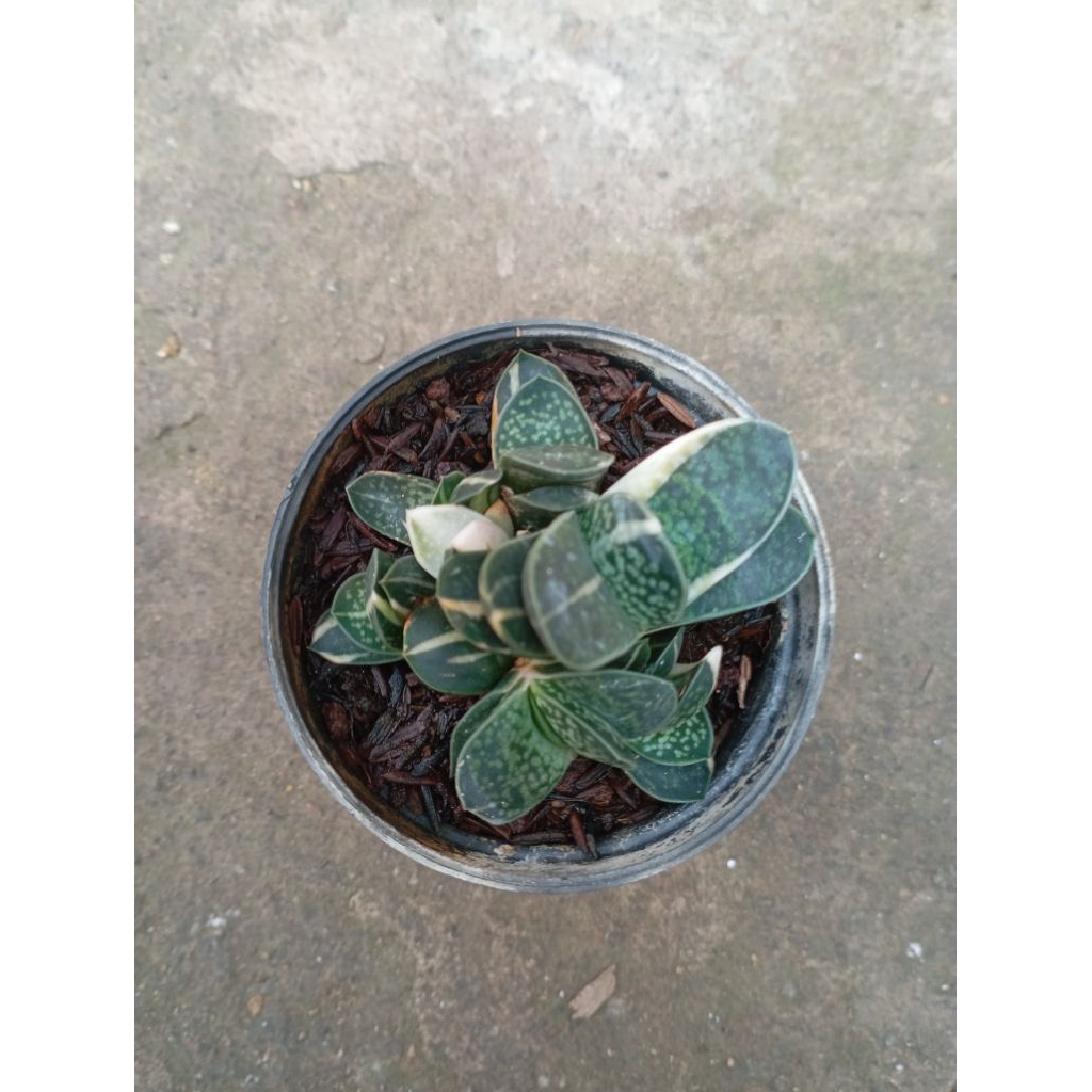 gasteria pujimini parigata putih