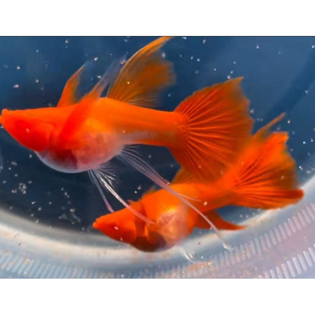Hiasan Aquarium - Guppy Albino Koi Red Ear Glass Belly Ribbon Fin C