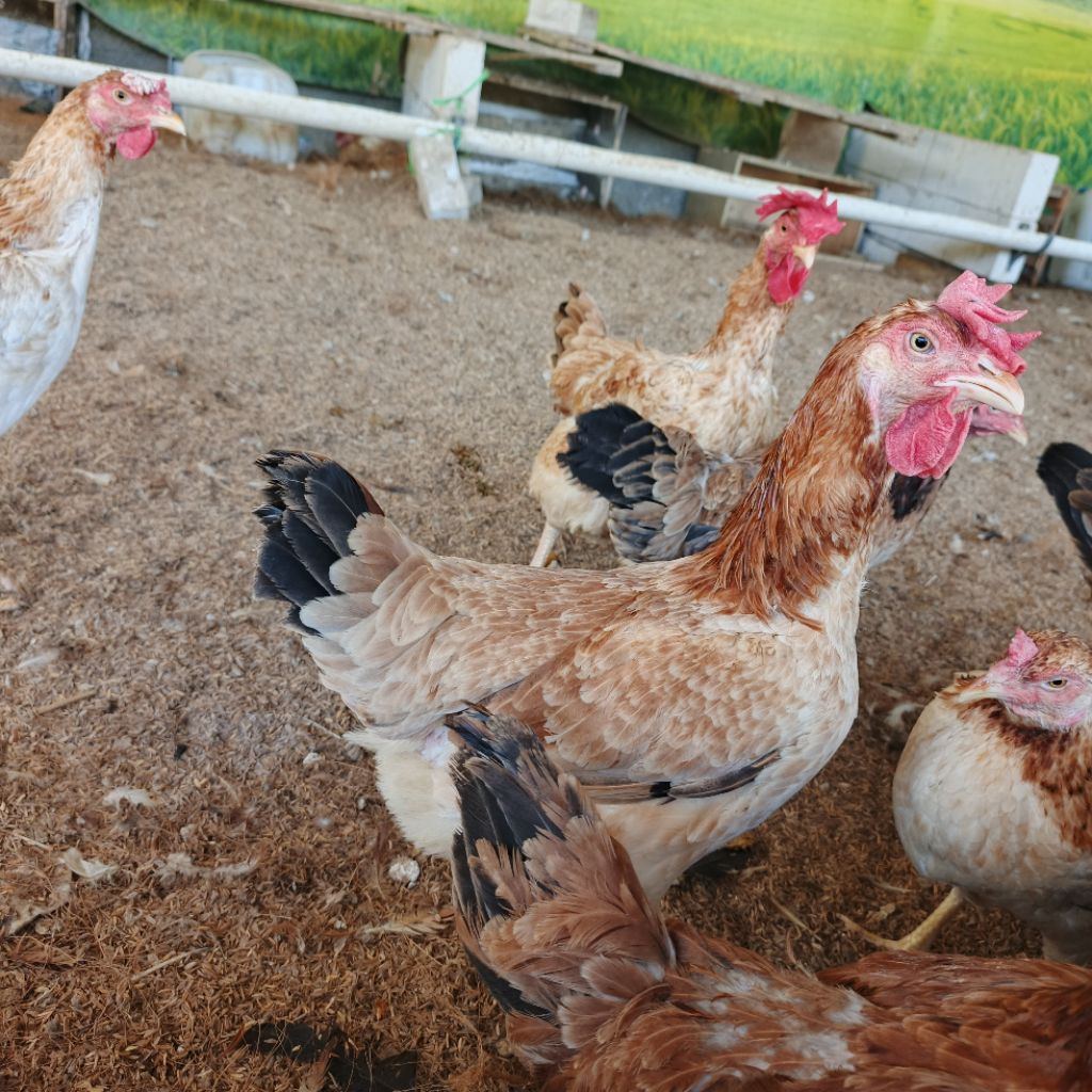 Ayam betina indukan ayam kampung pedaging sehat lincah terawat