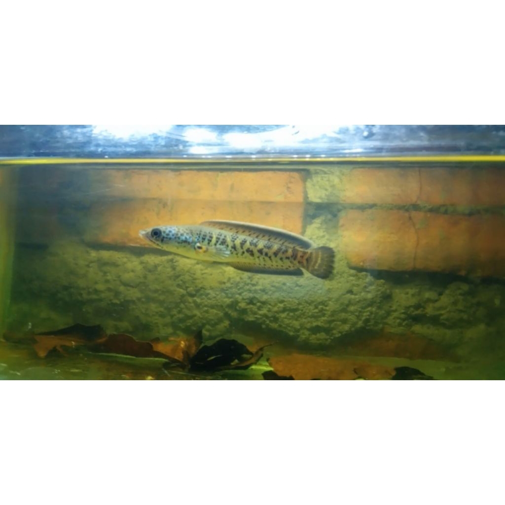 Auranti CB Size 9/10 cm