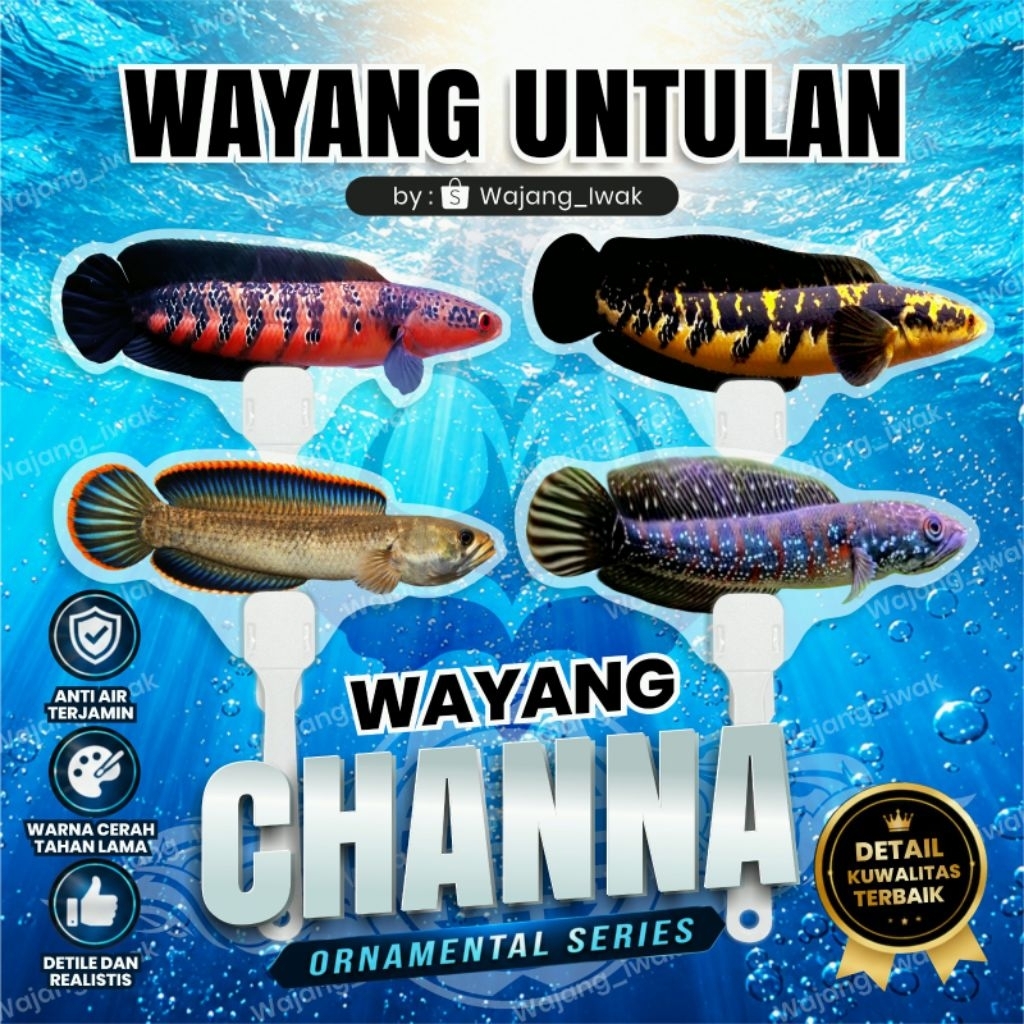 WAYANG UNTULAN CHANNA RED BARITO YELLOW SENTARUM LIMBATA ASIATICA