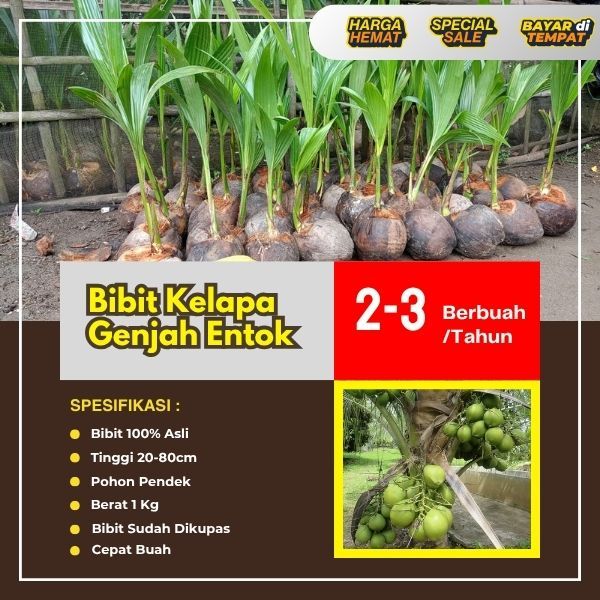GARANSI BIBIT MATI  Tanaman Kelapa Entok Pendek Entok Jumbo