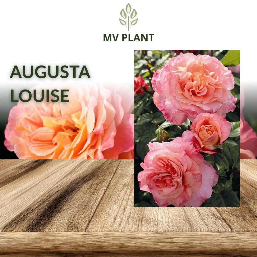Tanaman Hidup Bunga Mawar Import AUGUSTA LOUISE-Mawar wangi-Mawar rambat-Mawar orange-Mawar hidup-bu