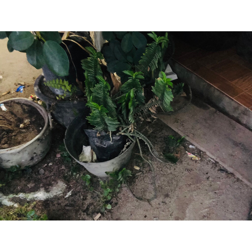 Bahan Bonsai Anting Putri - Anting Putri, Bonsai Anting Putri, Anput Bonsai