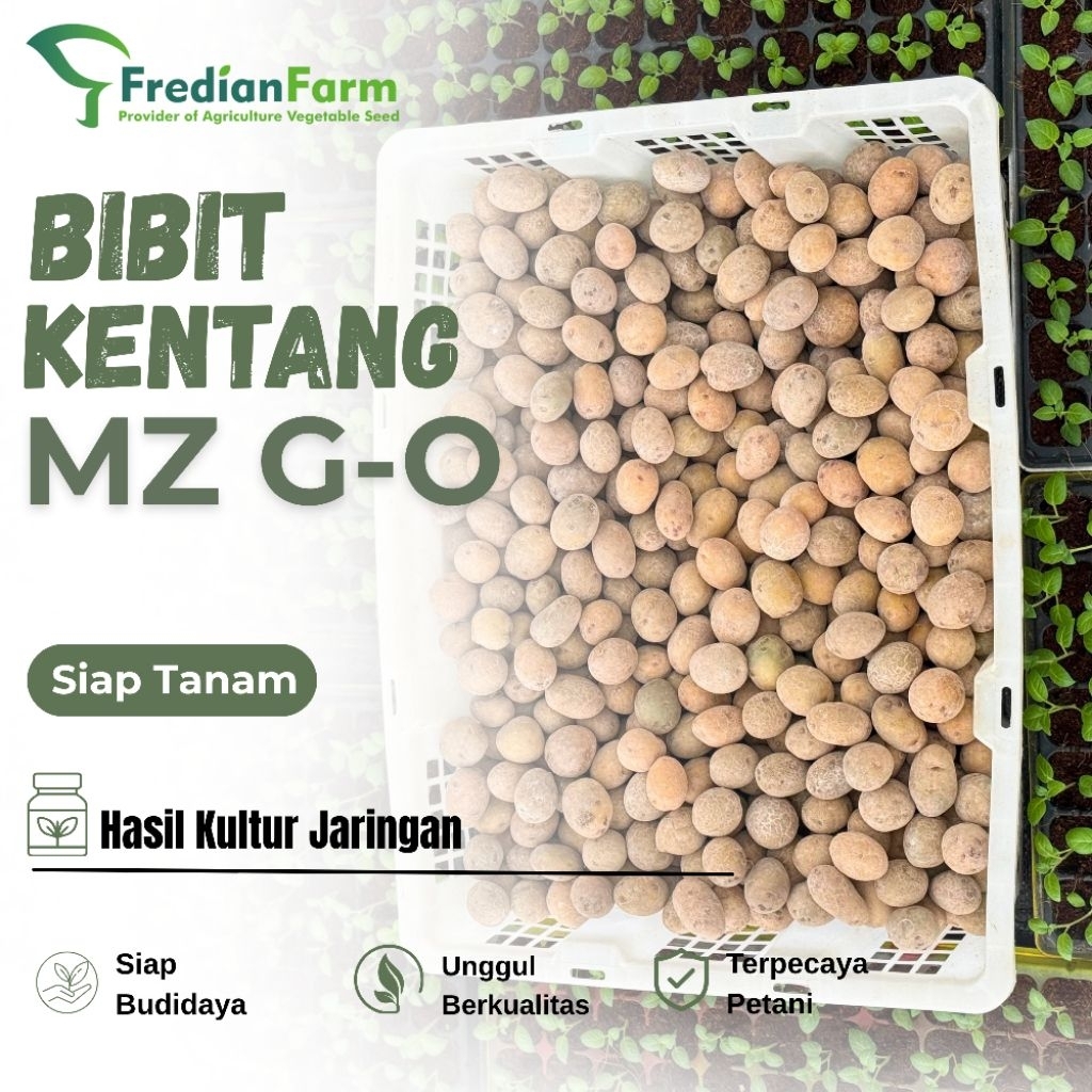 Bibit Kentang G0 Gnol MZ siap tanam Kultur Jaringan per krat 12kg
