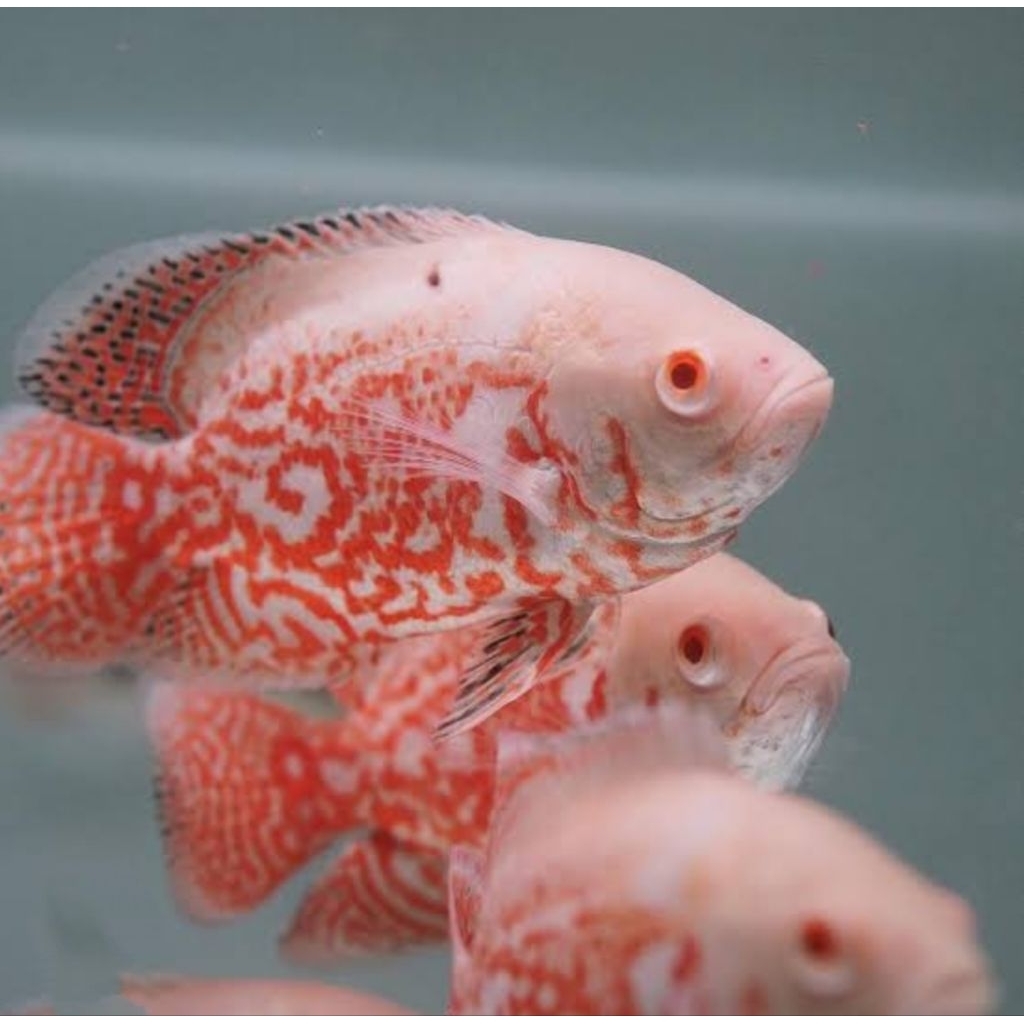 ikan oscar nemo albino, ikan hias air tawar