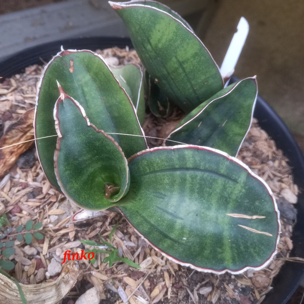 sansevieria R.979. sinus simiorum 'giant bat'
