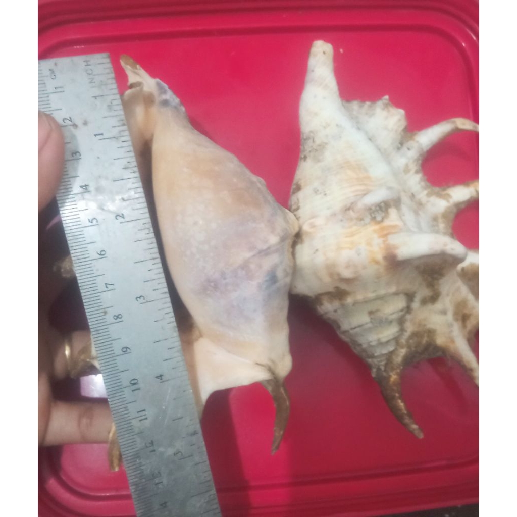 cangkang lambis besar