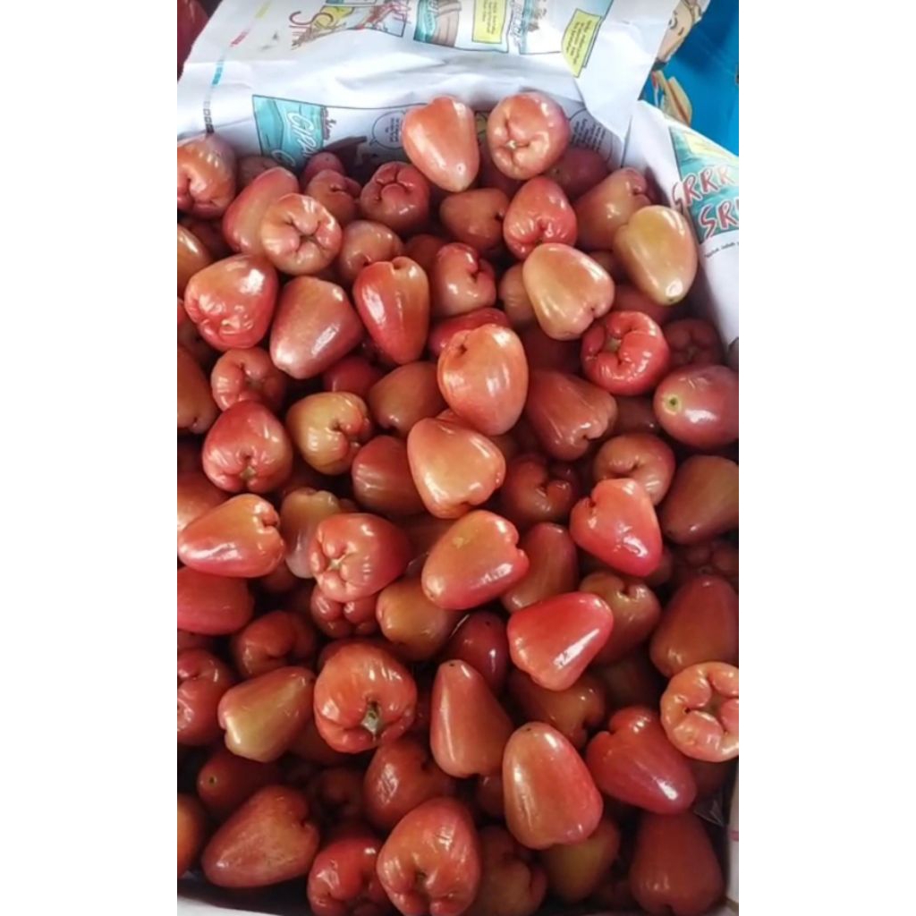 buah jambu  citra 1,5 kg