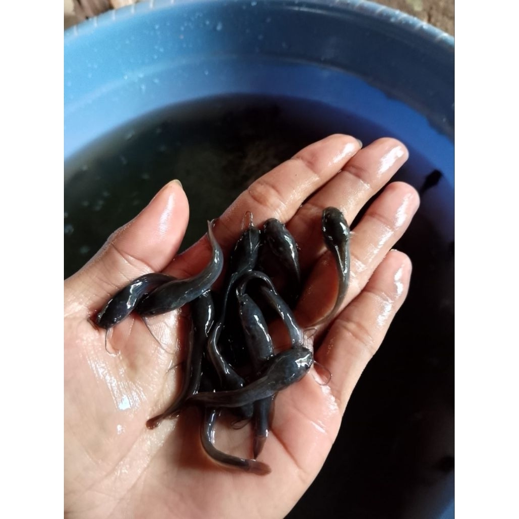 bibit lele 3–4 cm, 200 ekor, benih lele, bibit ikan lele, budidaya lele,
