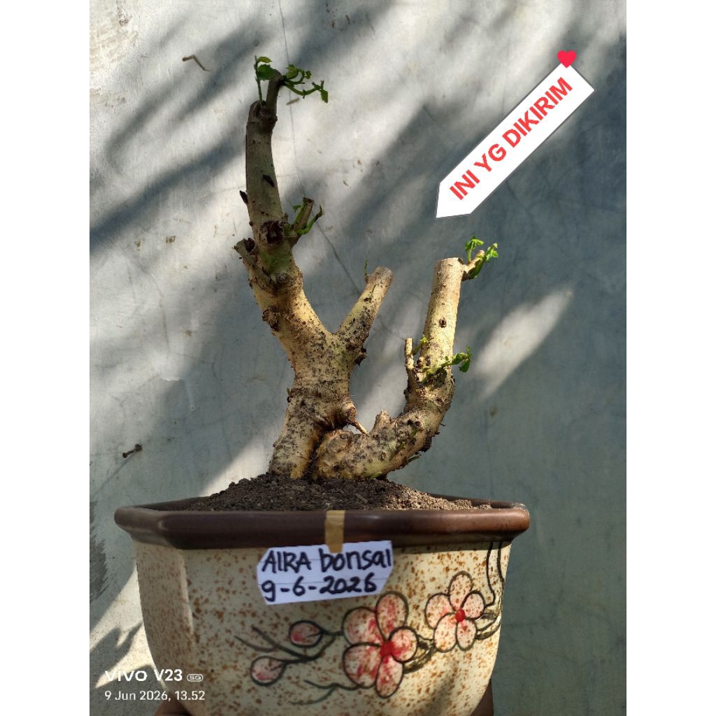 bahan bonsai serut dongkelan