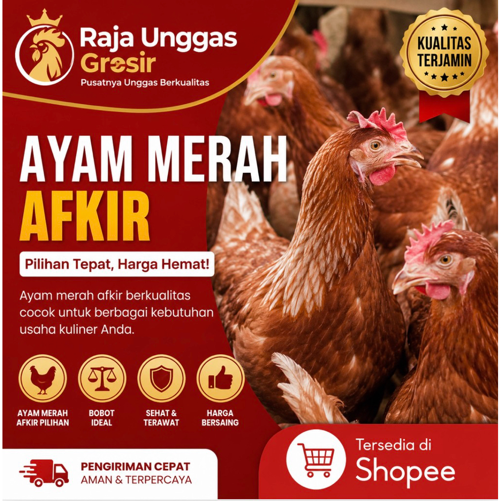 Ayam merah/petelor hidup fresh BUKAN FROZEN