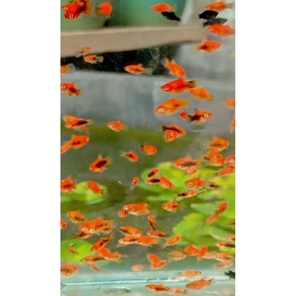 BUR4Y4Y4K Platy dan molly &Guppy  masih campur jenis coral red black ,kokako sanke ,Platy slayer