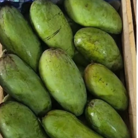 buah mangga kiojay