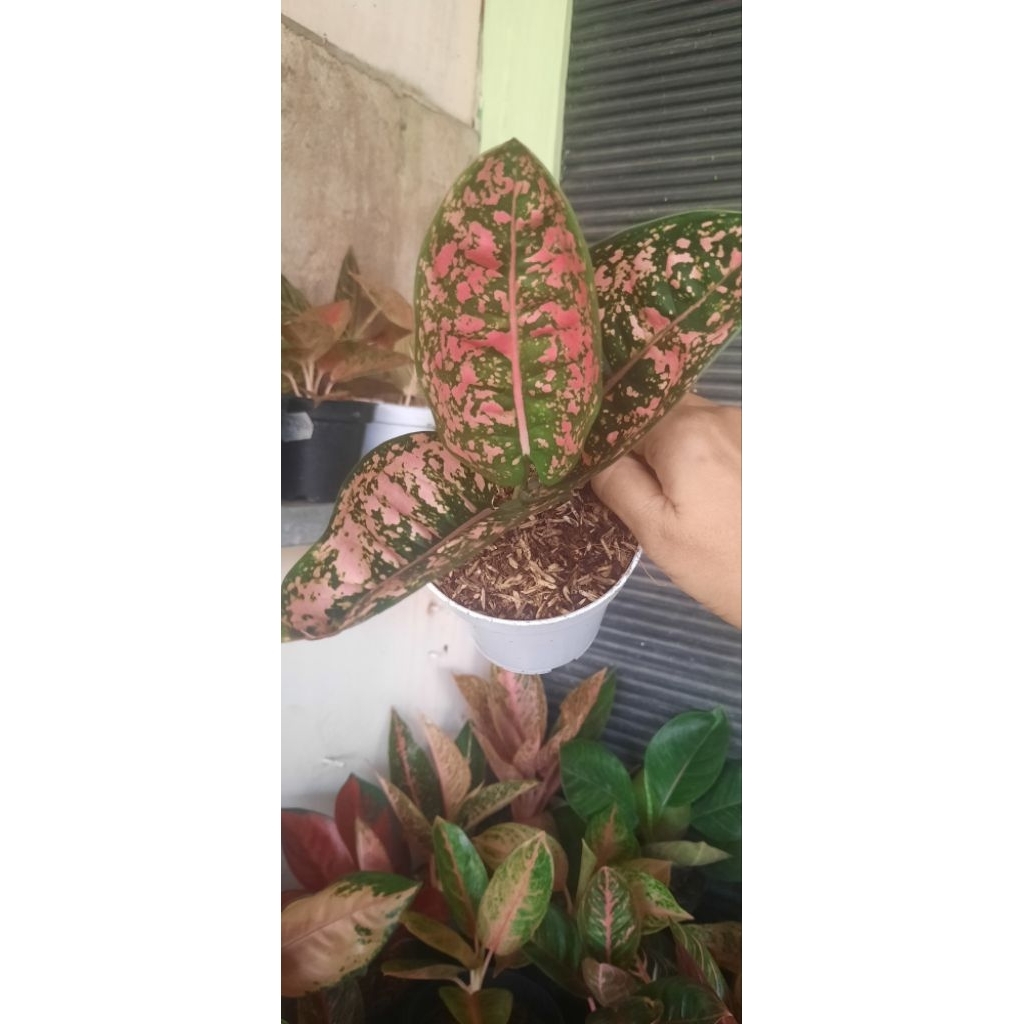 Aglonema Ruby Fanta Menor