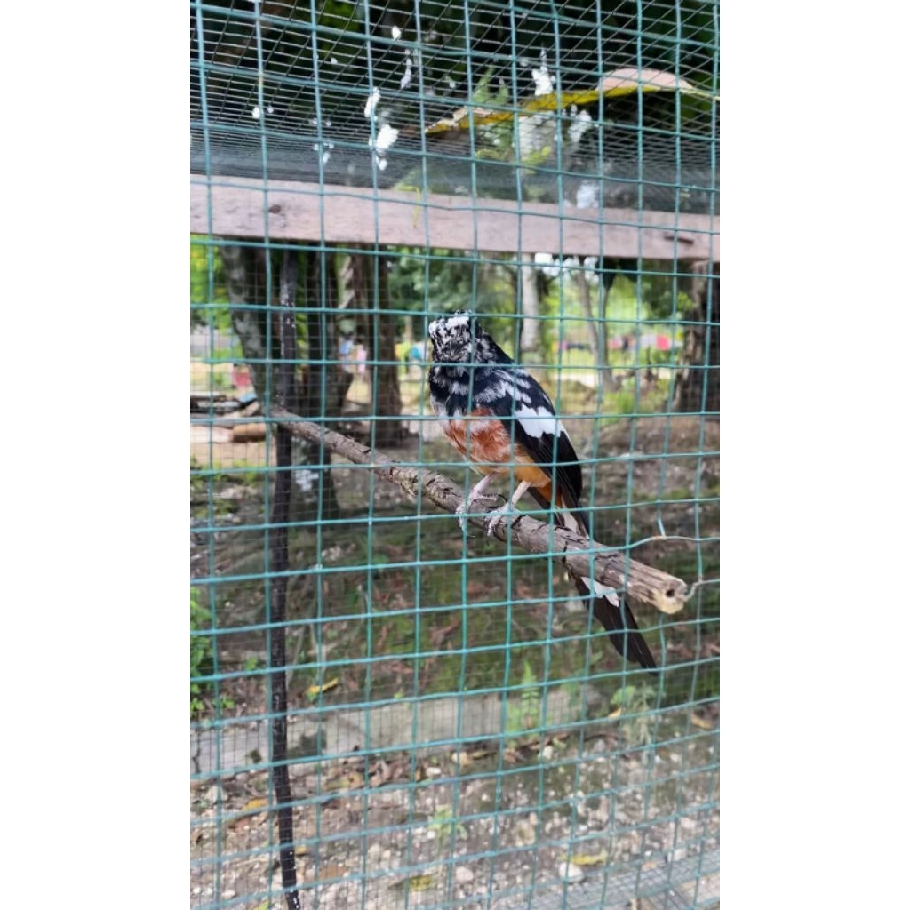 murai batu blorok anakan