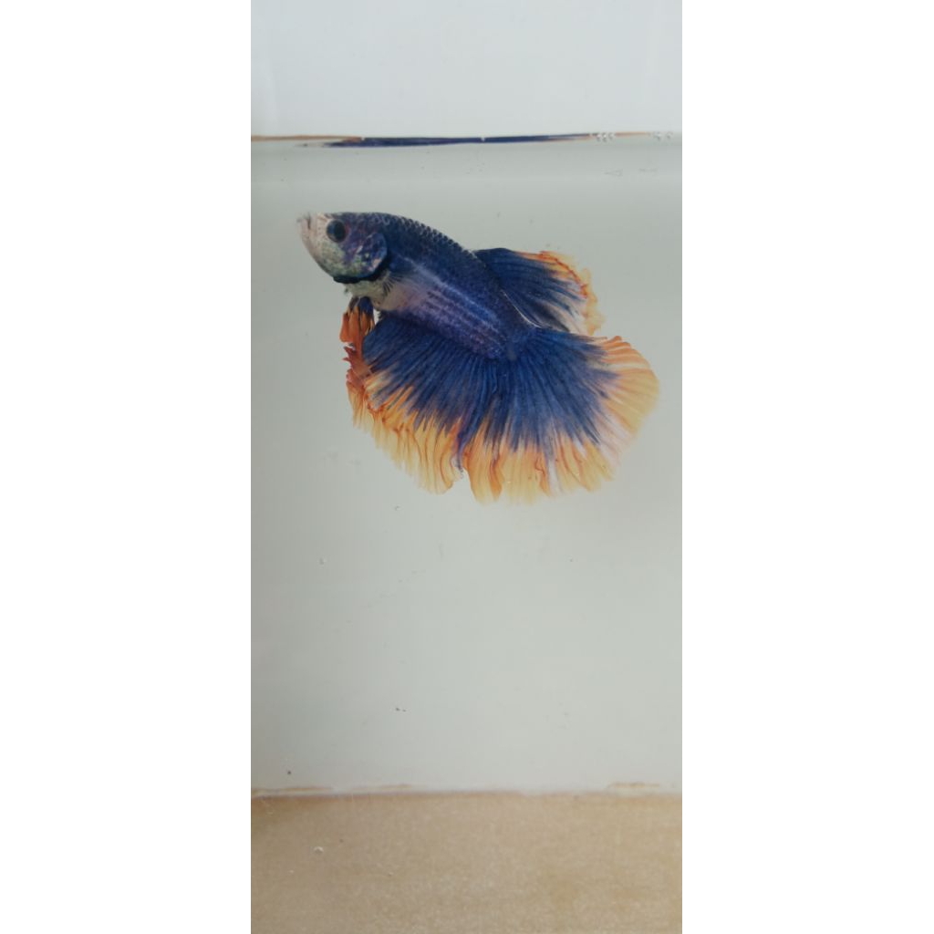 cupang halfmoon rosetail