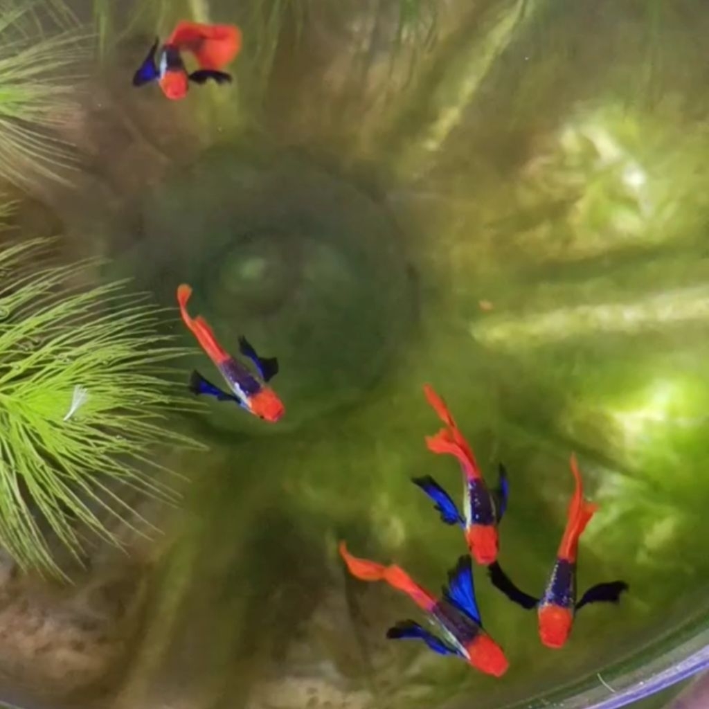 Guppy PRTDE KOI Platinum Red Tail Dumbo Ear Koi Hiasan Aquarium