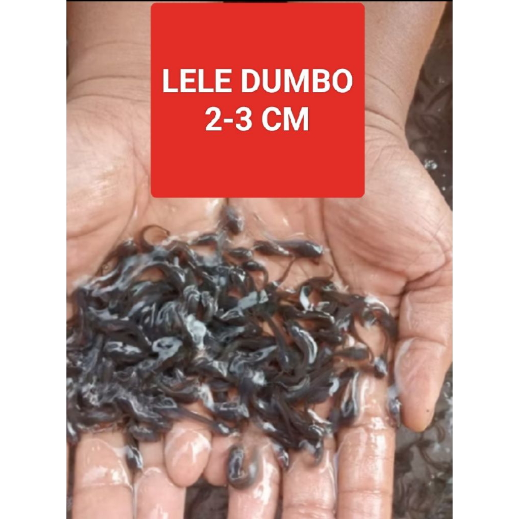 BIBIT LELE DUMBO PANJANG 2-3 CM (isi 100 ekor)