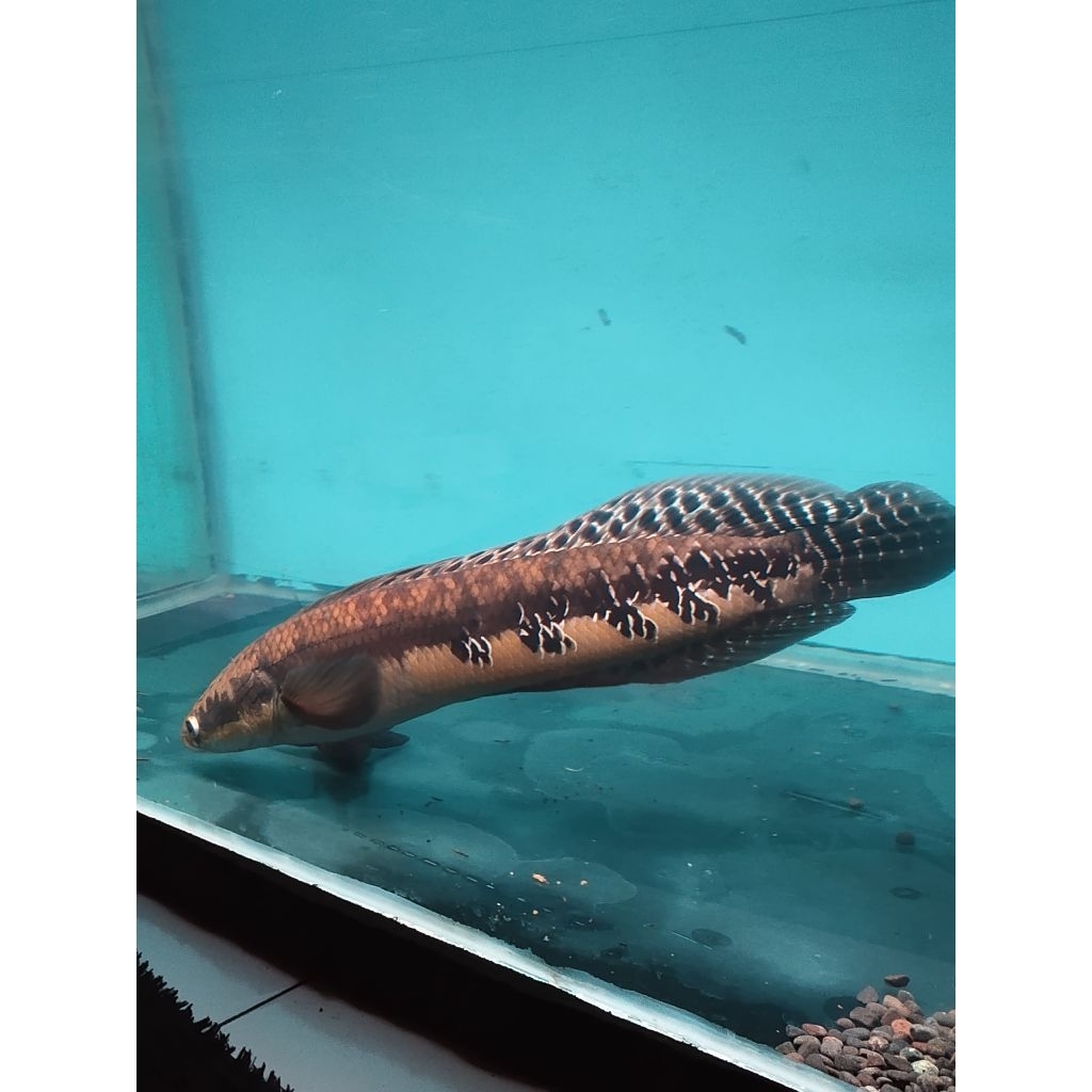 Chana Maru Jambi Yellow Jumbo Rare