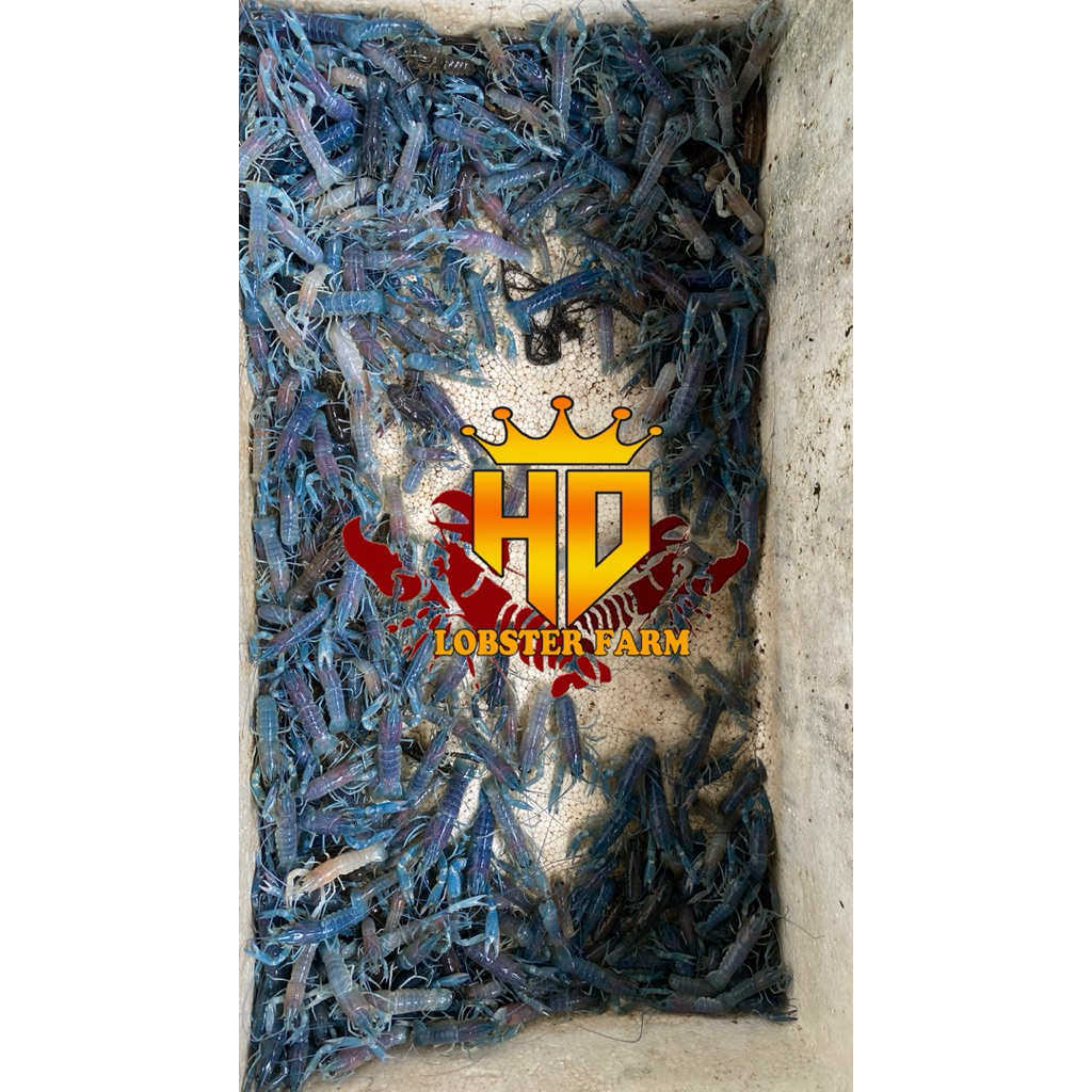 bibit lobster air tawar (walkamin/biru cerah)