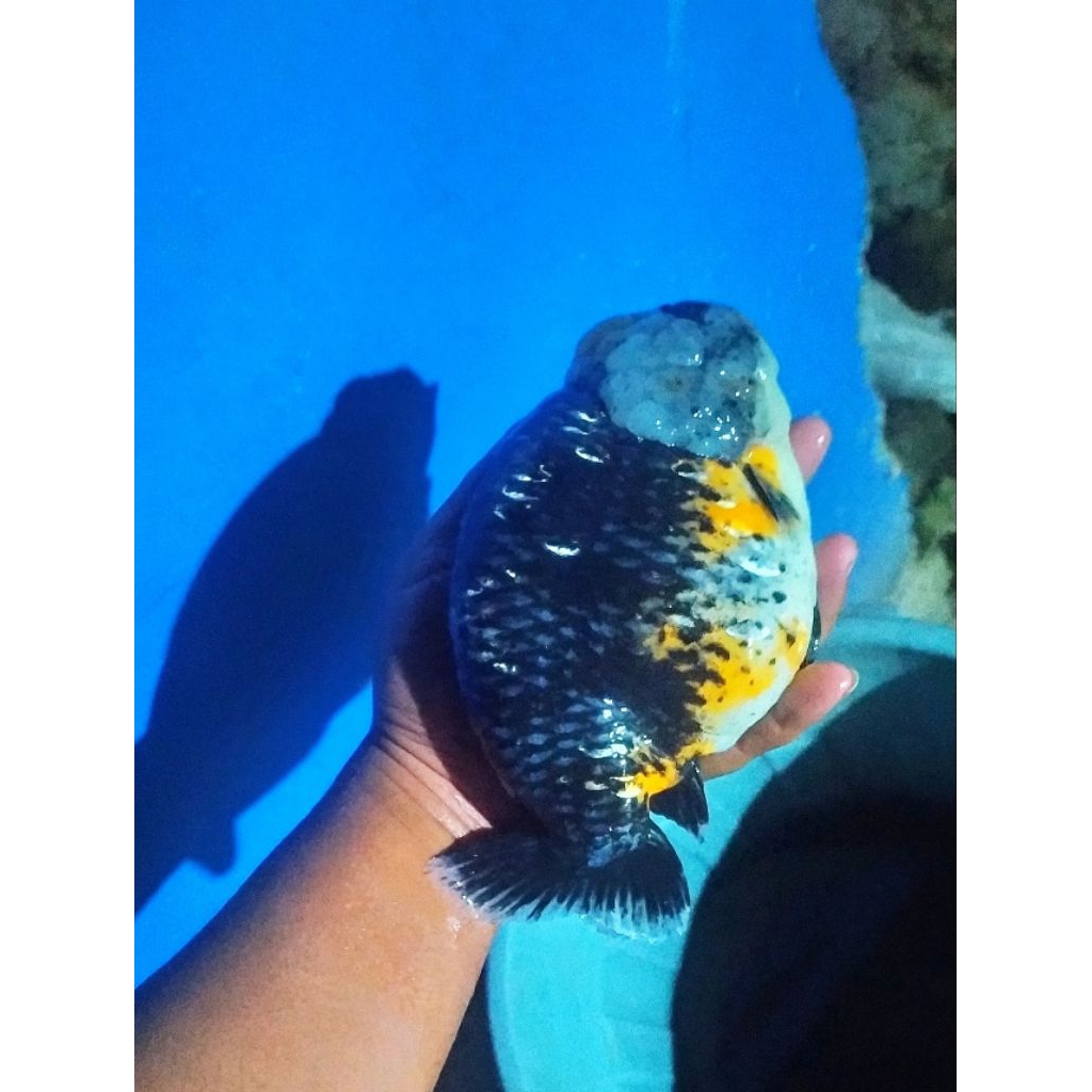 Ready Anakan Ranchu & Oranda spek jumbo
