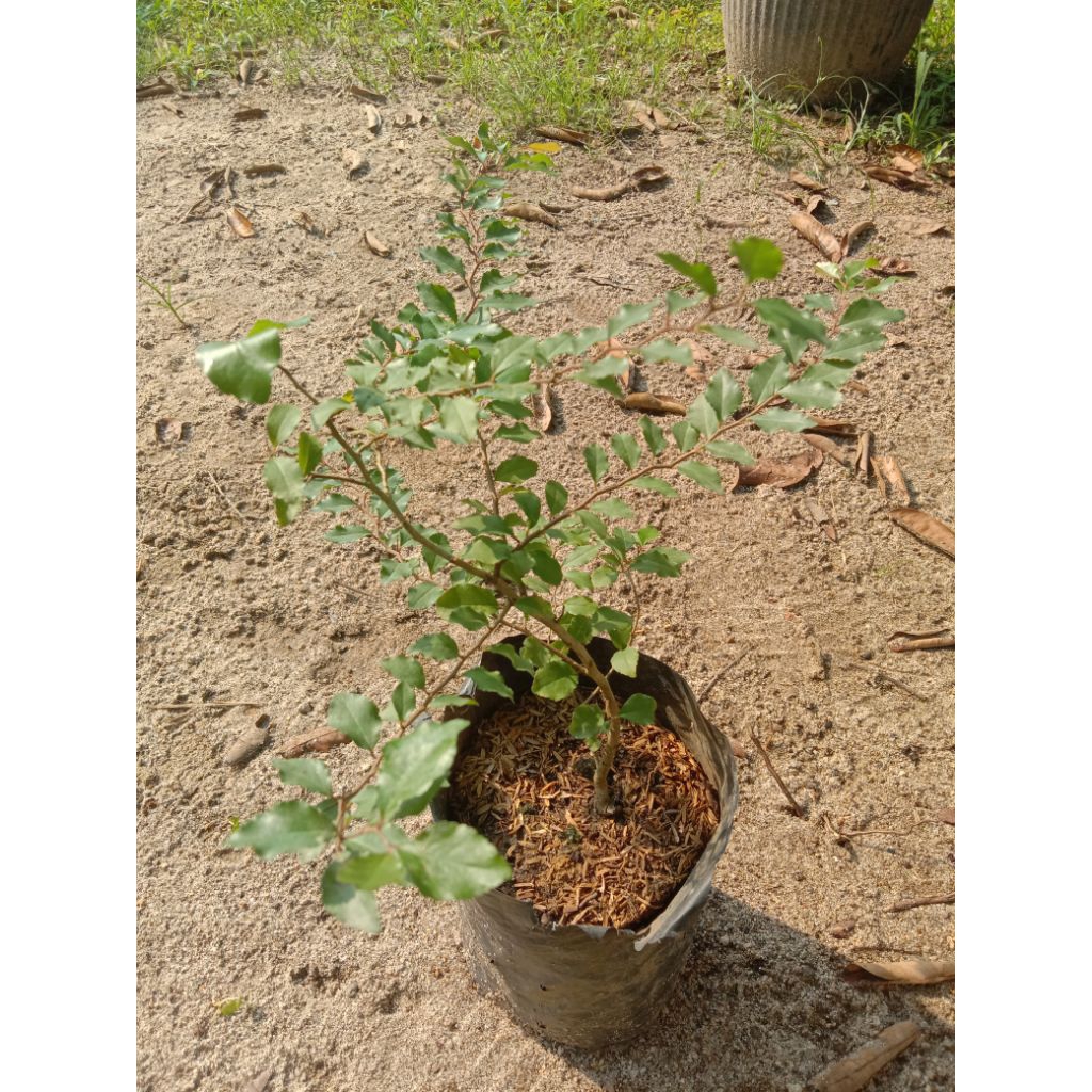 bibit buah rukem