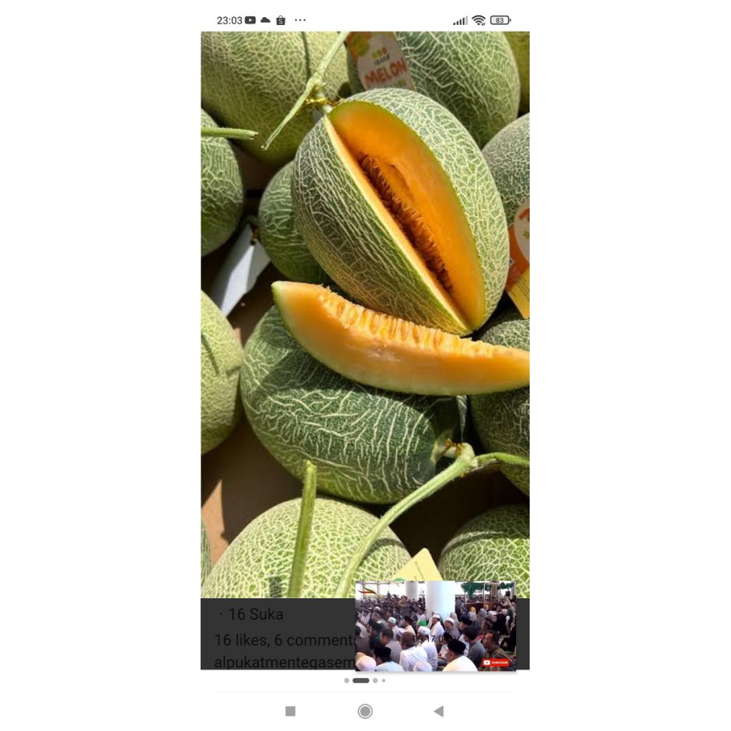 Buah melon Premium ,levender, sweet hami, sweet net 9, D165, dll