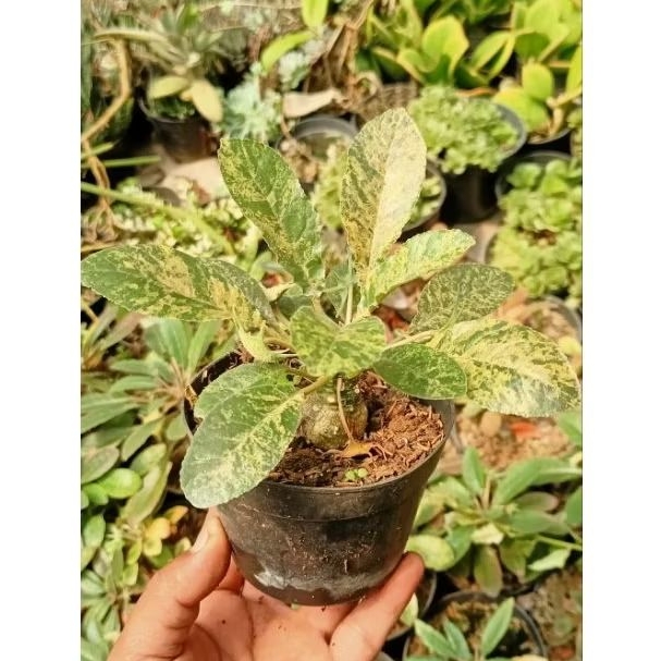 Euphrobia Dorstenia Hybrid Var
