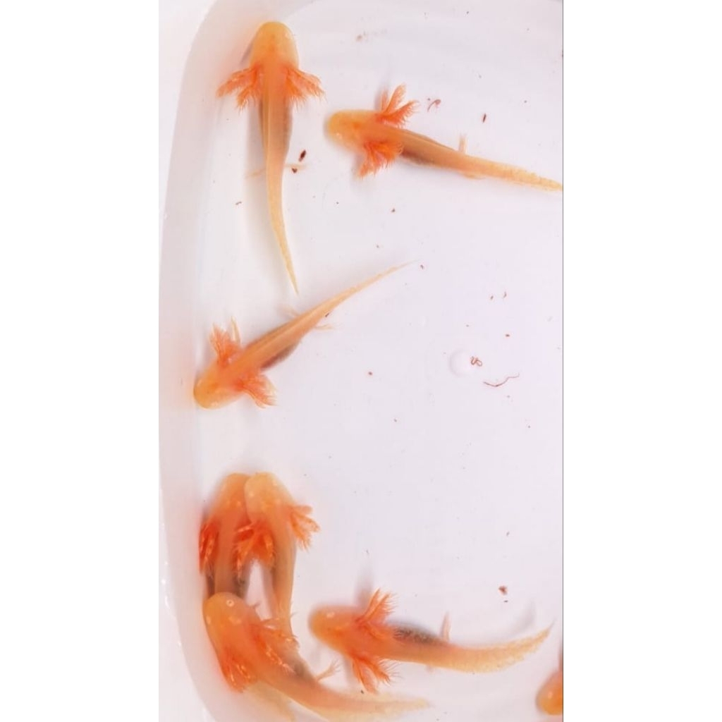 golden axolotl baby fish