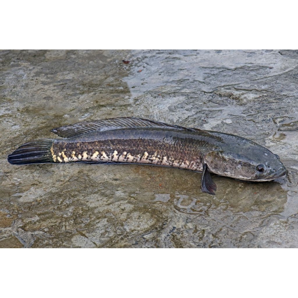 1 kg Ikan  kutuk kali/ Gabus  hidup,besar (bukan ternak jadi lebih sehat).