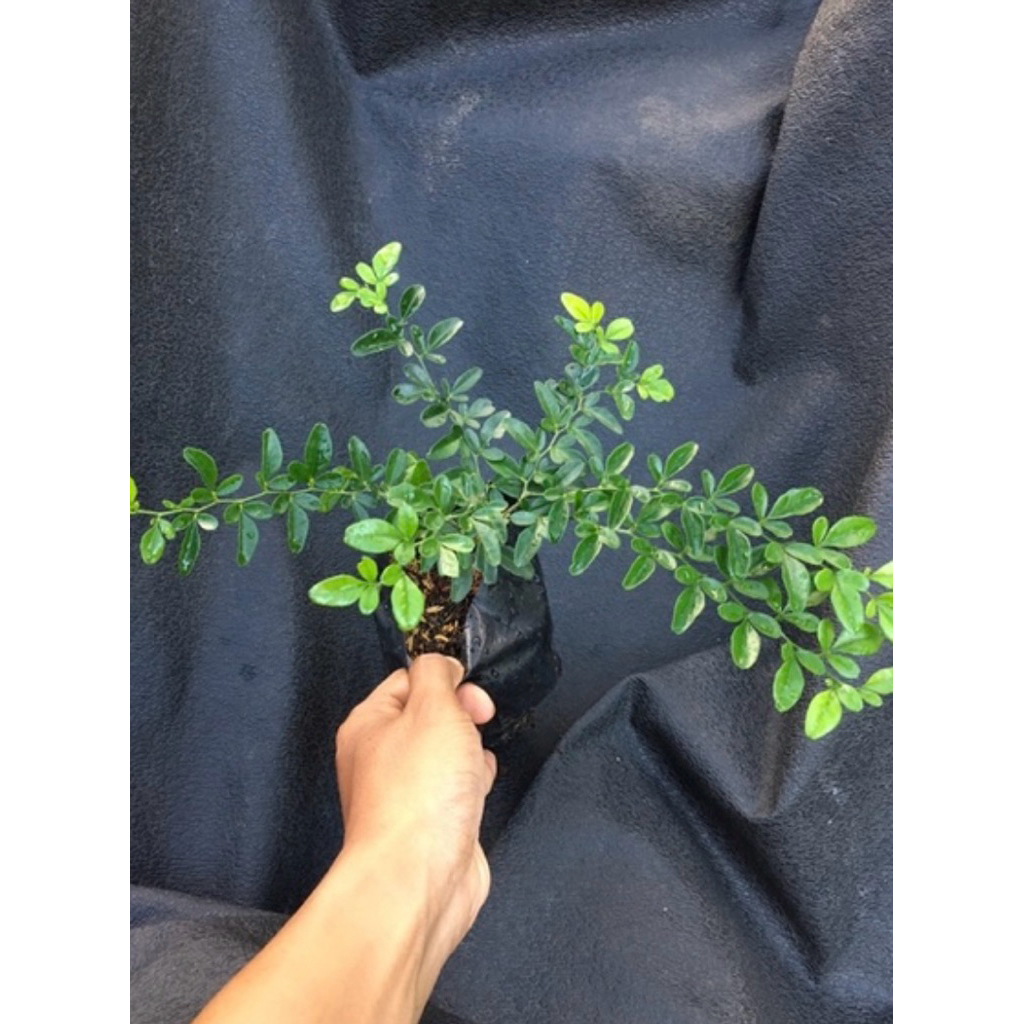 bibit jeruk kingkit bahan bonsai