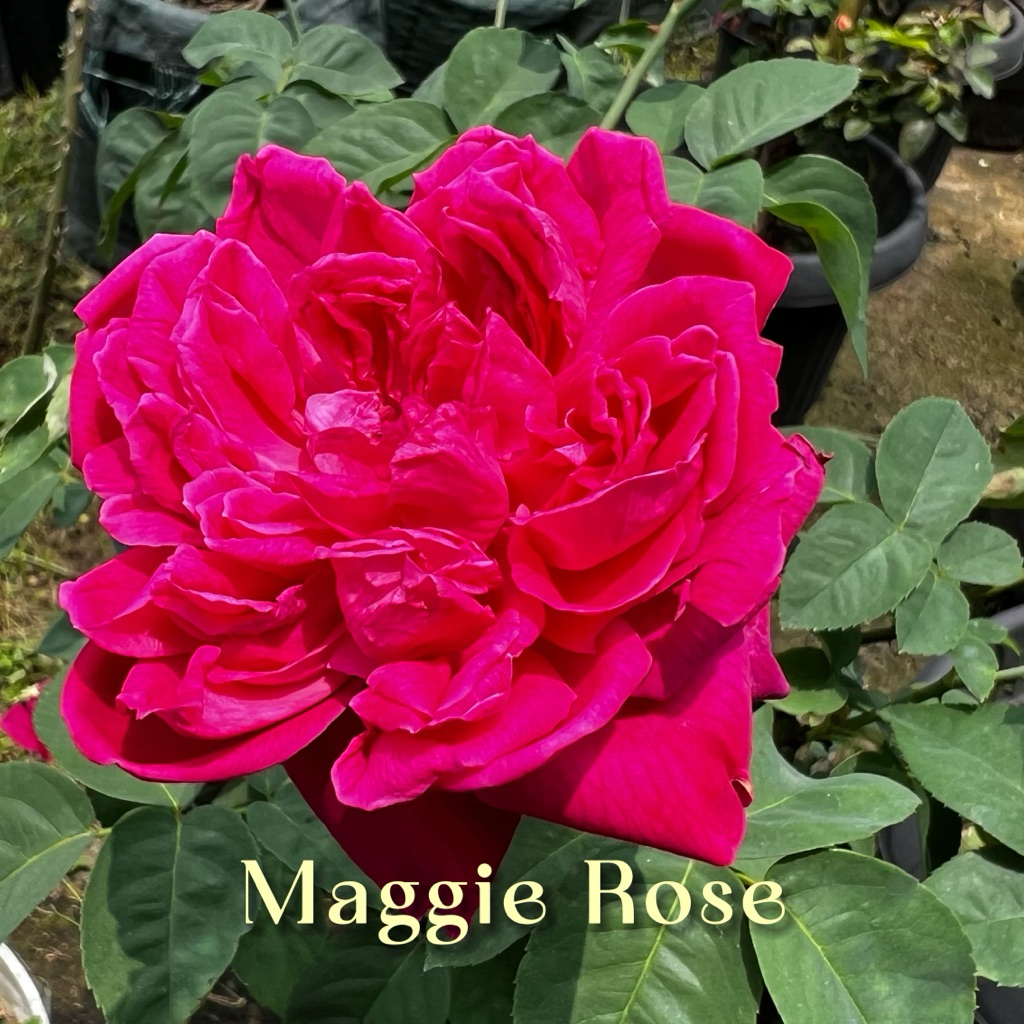 Maggie Rose Ownroot / Mawar Rampe / Mawar Kampung Wangi Umur