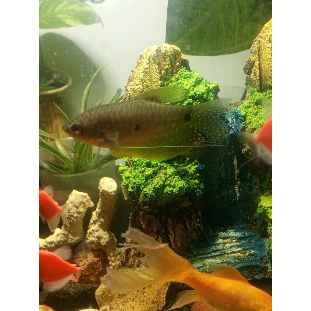ikan sepat rawa