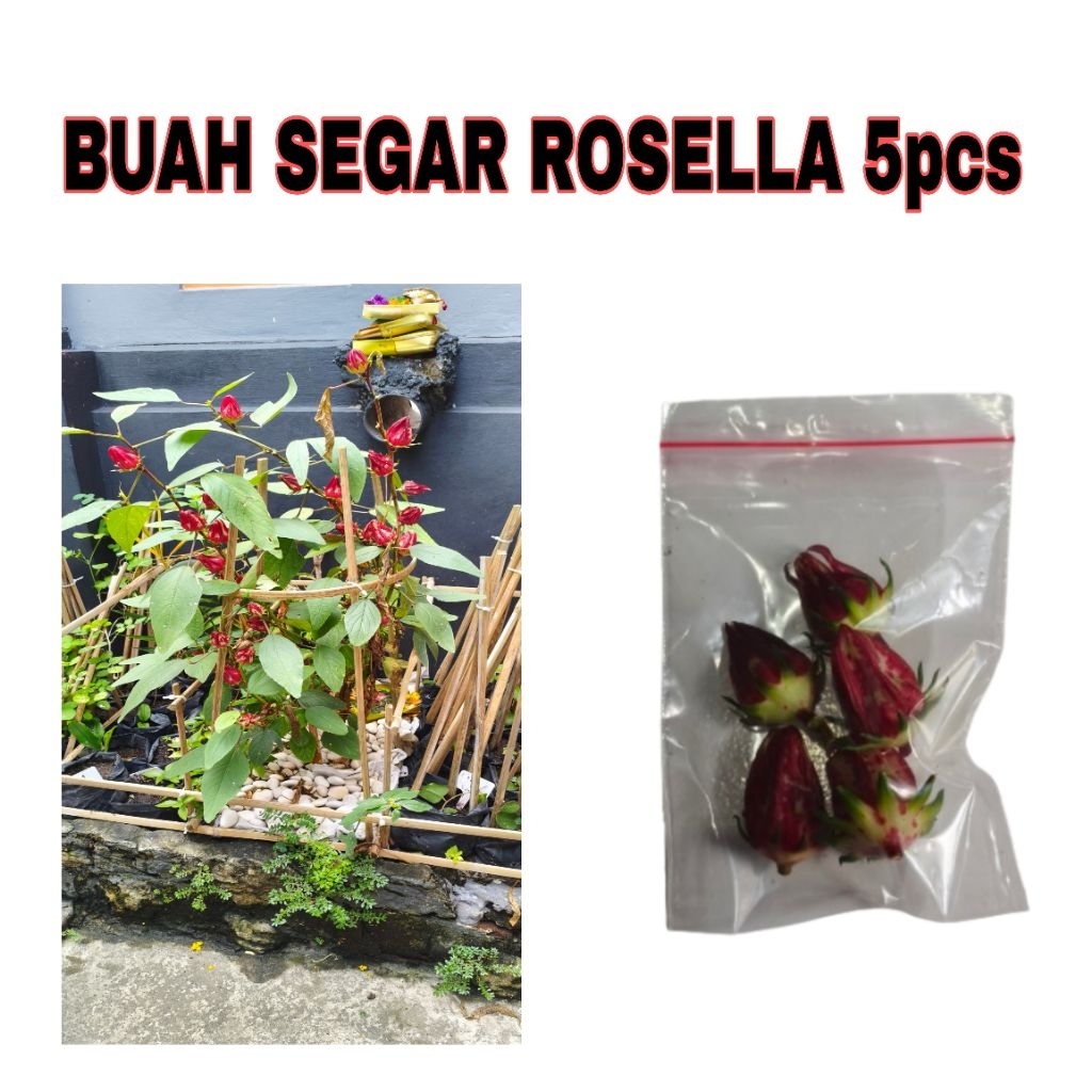 Buah Segar Tanaman Rosella 5pcs