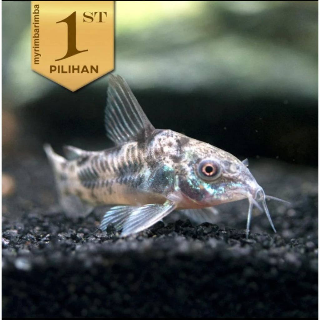 Corydoras Palaetus Indukan Jumbo Ikan Hias Hiasan Aquarium Aquascape