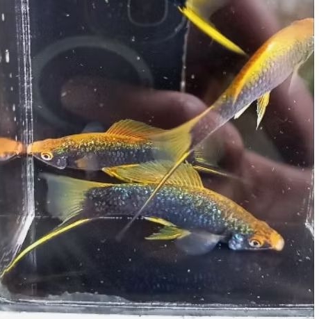 assesoris platy hamburg ekor pedang